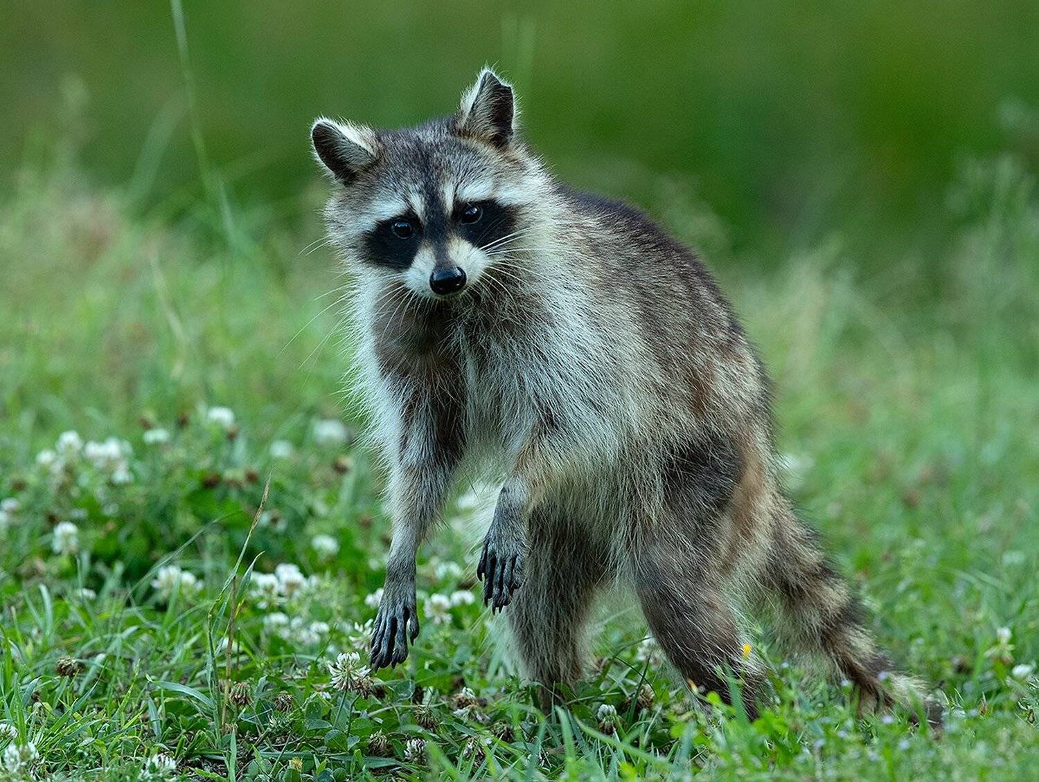 енот обыкновенный, енот-полоскун, raccoon, енот, Elizabeth Etkind