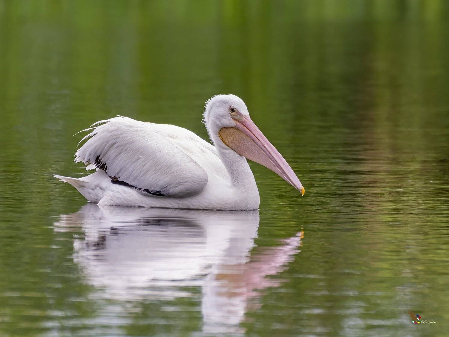 , Fernando Burgalin Sequeira