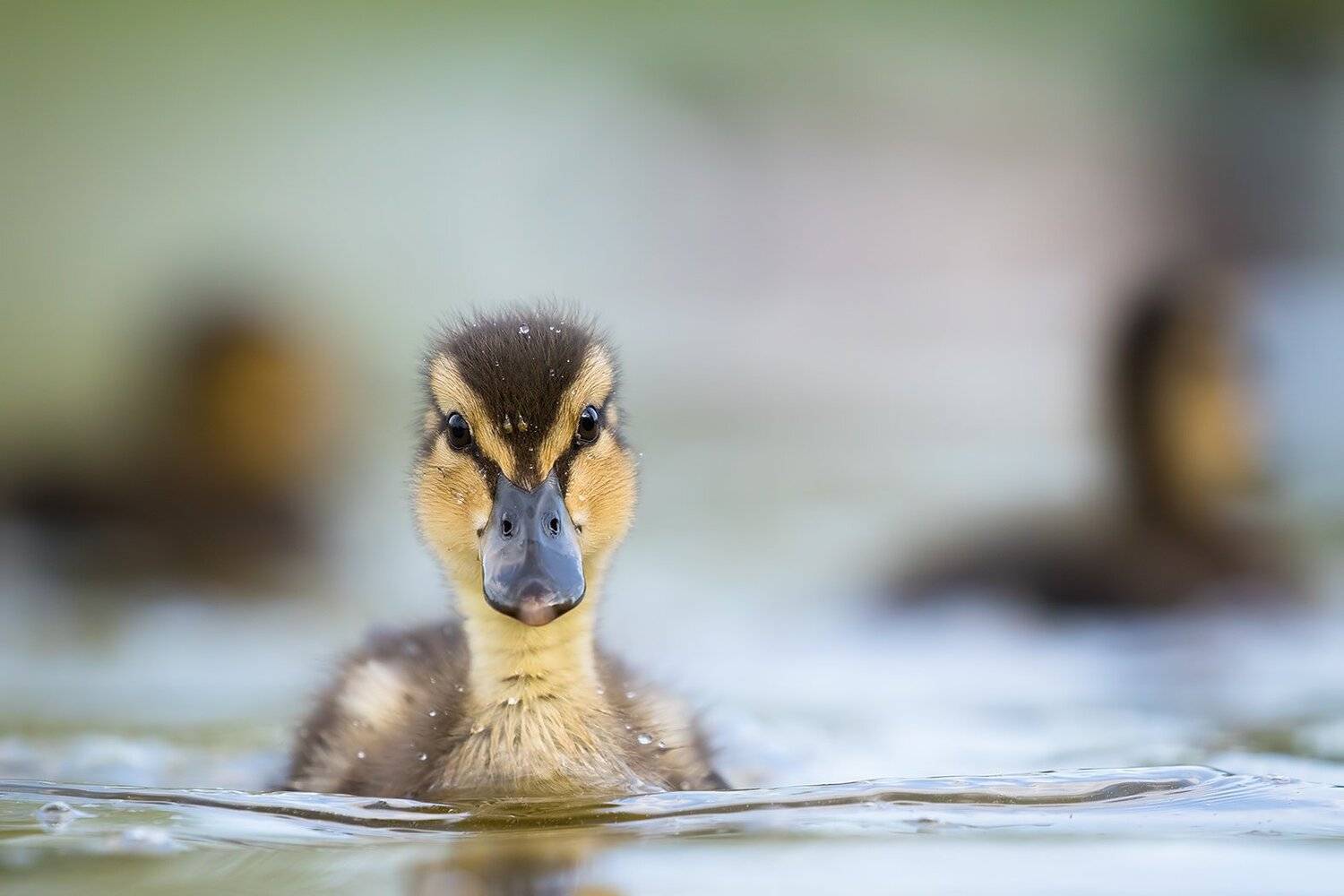 , Robert Adamec
