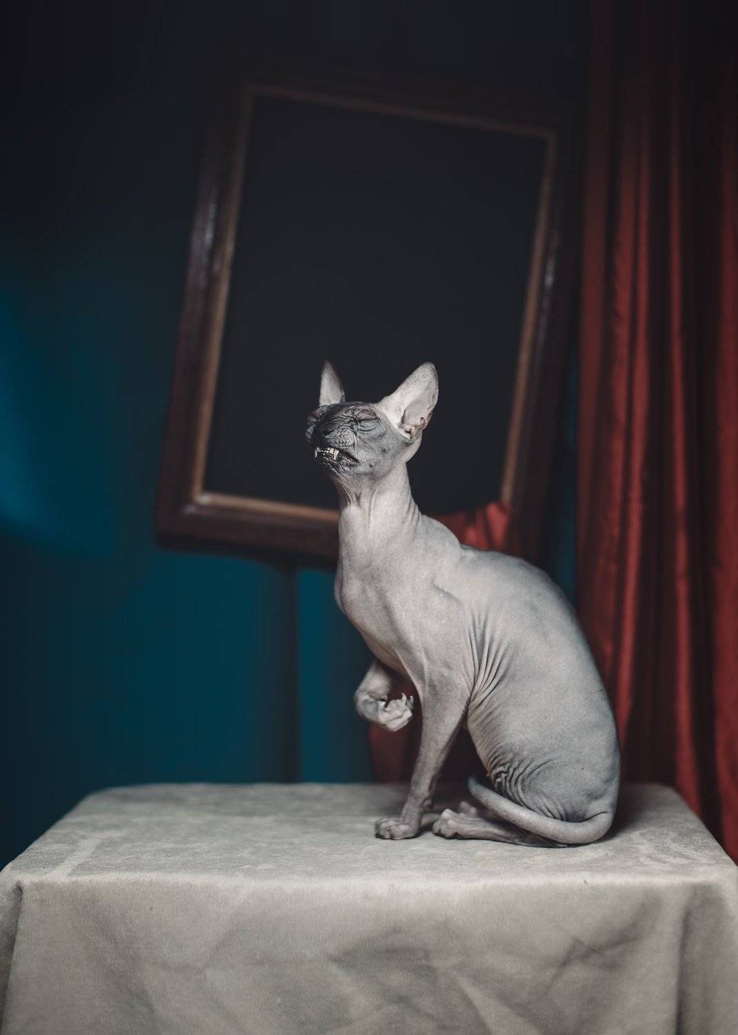 Сфинкс, искусство, арт, натюрморт, картина, Игорь Крюков