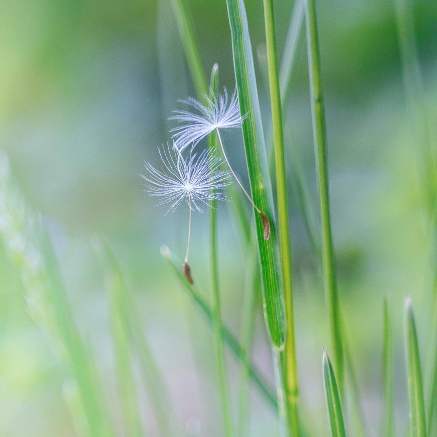 helios-44m, manual lens, мануальная оптика, macro, макро, beautiful, красивый, moment, момент, nature, природа, spring, весна, весенний, blade of grass, травинка, dandelion, одуванчик, parachute, парашютик,, Наталья Терентьева