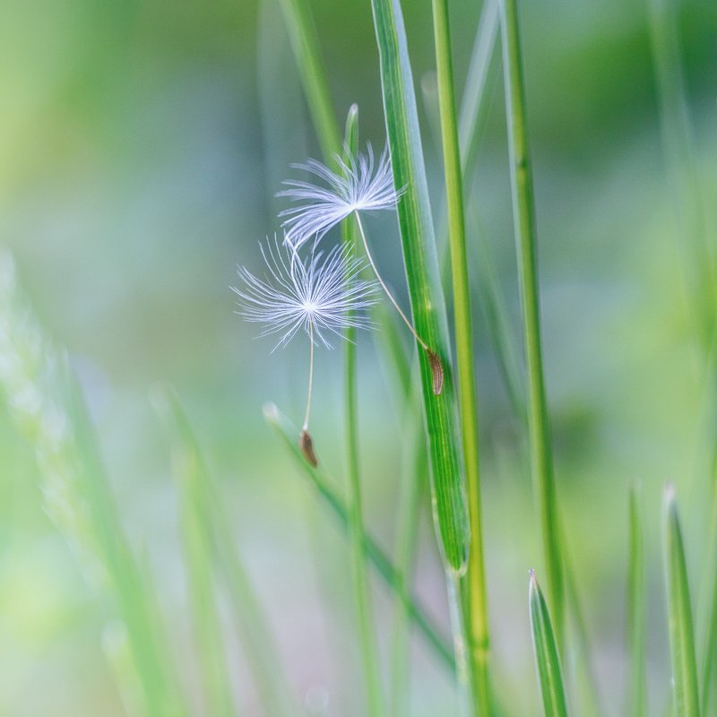helios-44m, manual lens, мануальная оптика, macro, макро, beautiful, красивый, moment, момент, nature, природа, spring, весна, весенний, blade of grass, травинка, dandelion, одуванчик, parachute, парашютик, Ни шороха, ни звука... фото превью