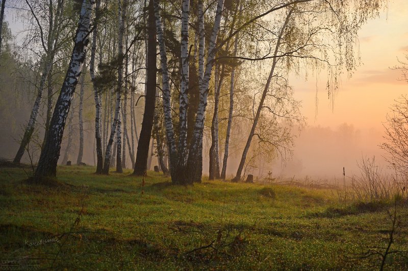 пейзаж, рассвет, туман, березовая роща Майский рассвет в березовой роще фото превью