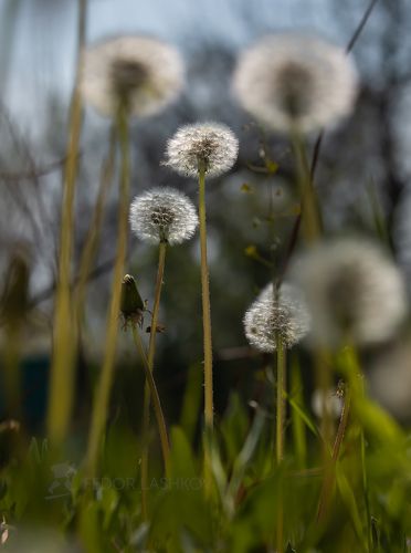 Пушистое серебро