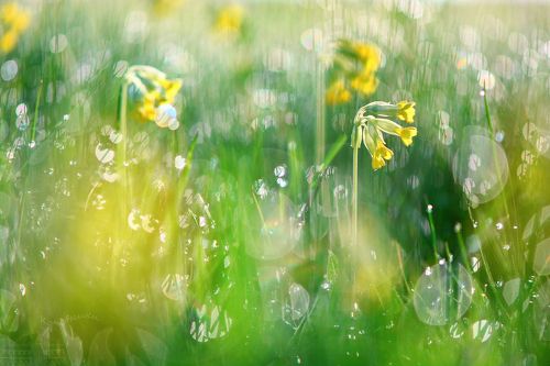 Дыхание весны: первоцвет весенний