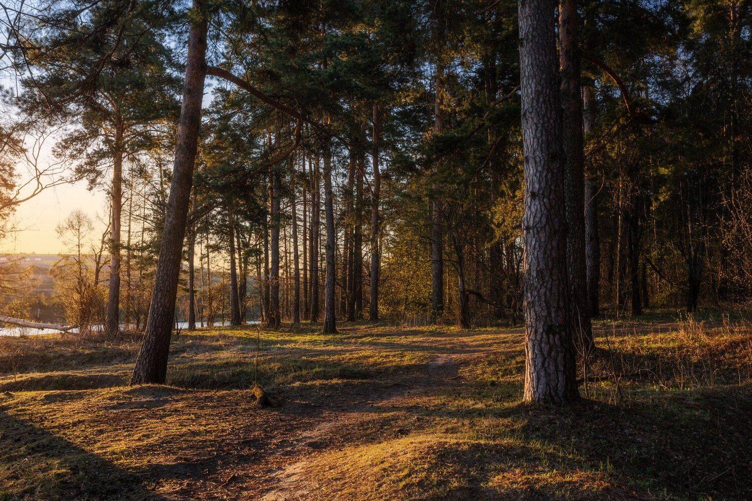 природа, утро, пейзаж, рассвет, московская область, настроение, утро, прогулка, без людей, самоизоляция, Мартыненко Дмитрий