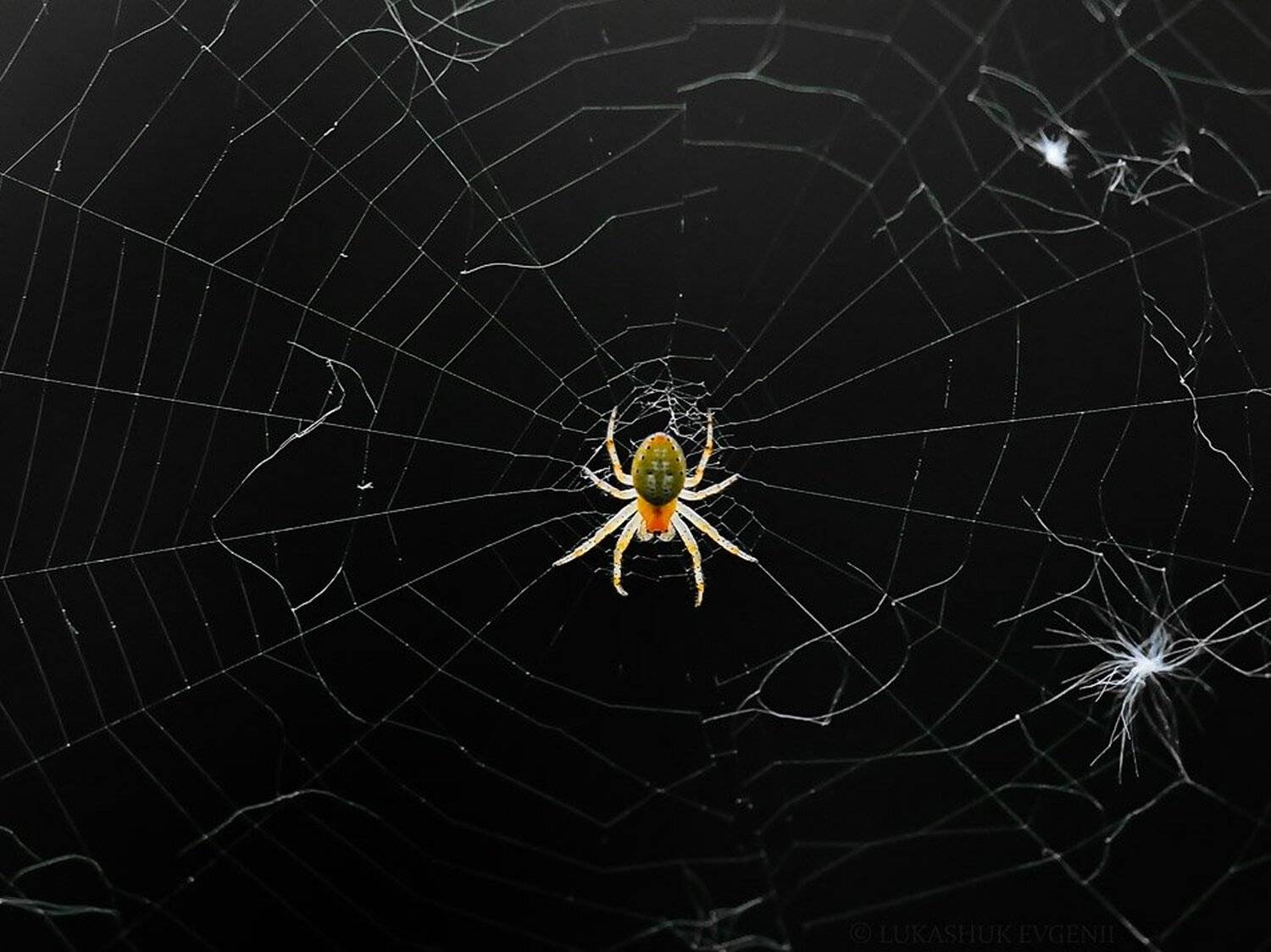 , Евгений Лукашук