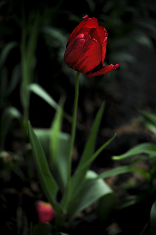 tulip \