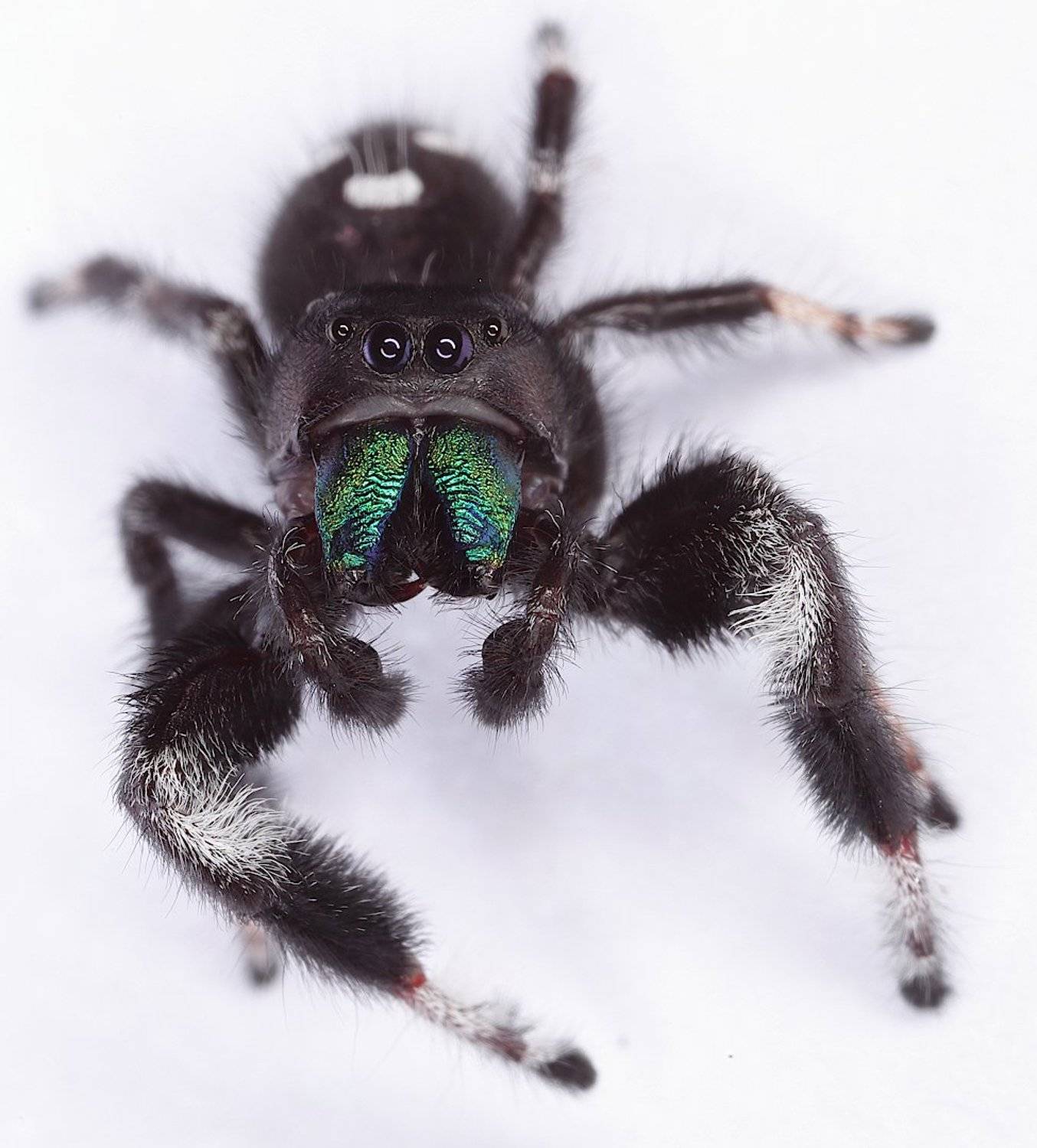 паук-скакунчик, , phidippus, Александр Зорин