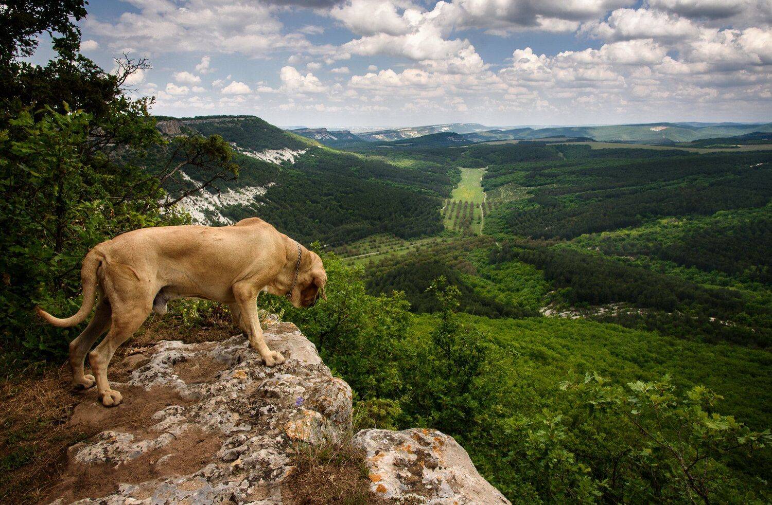 , Андрей Грибов