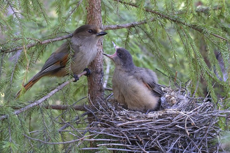 Кукша фото превью