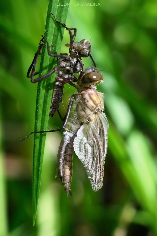 стрекоза Перевоплощение фото превью