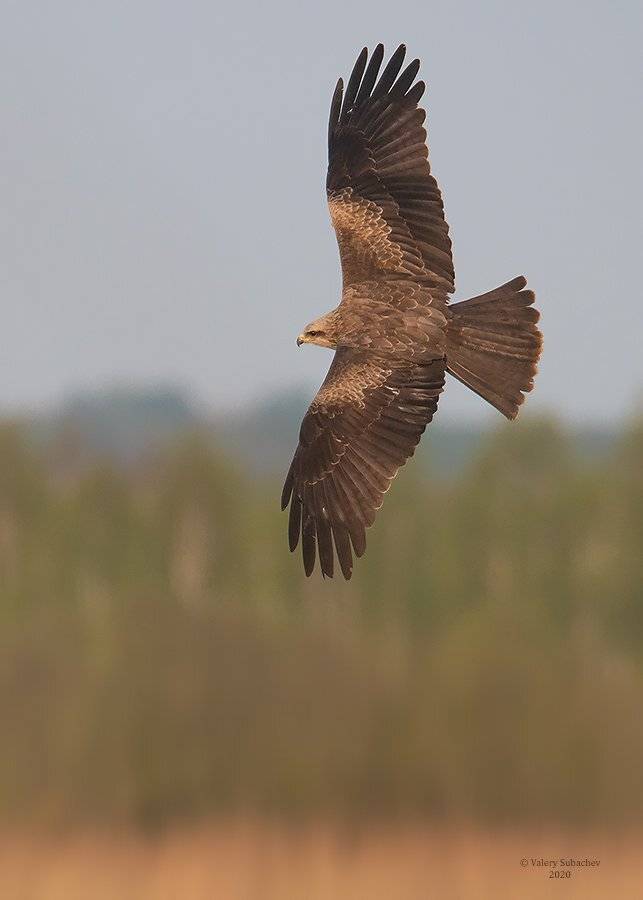 , Валерий Субачев