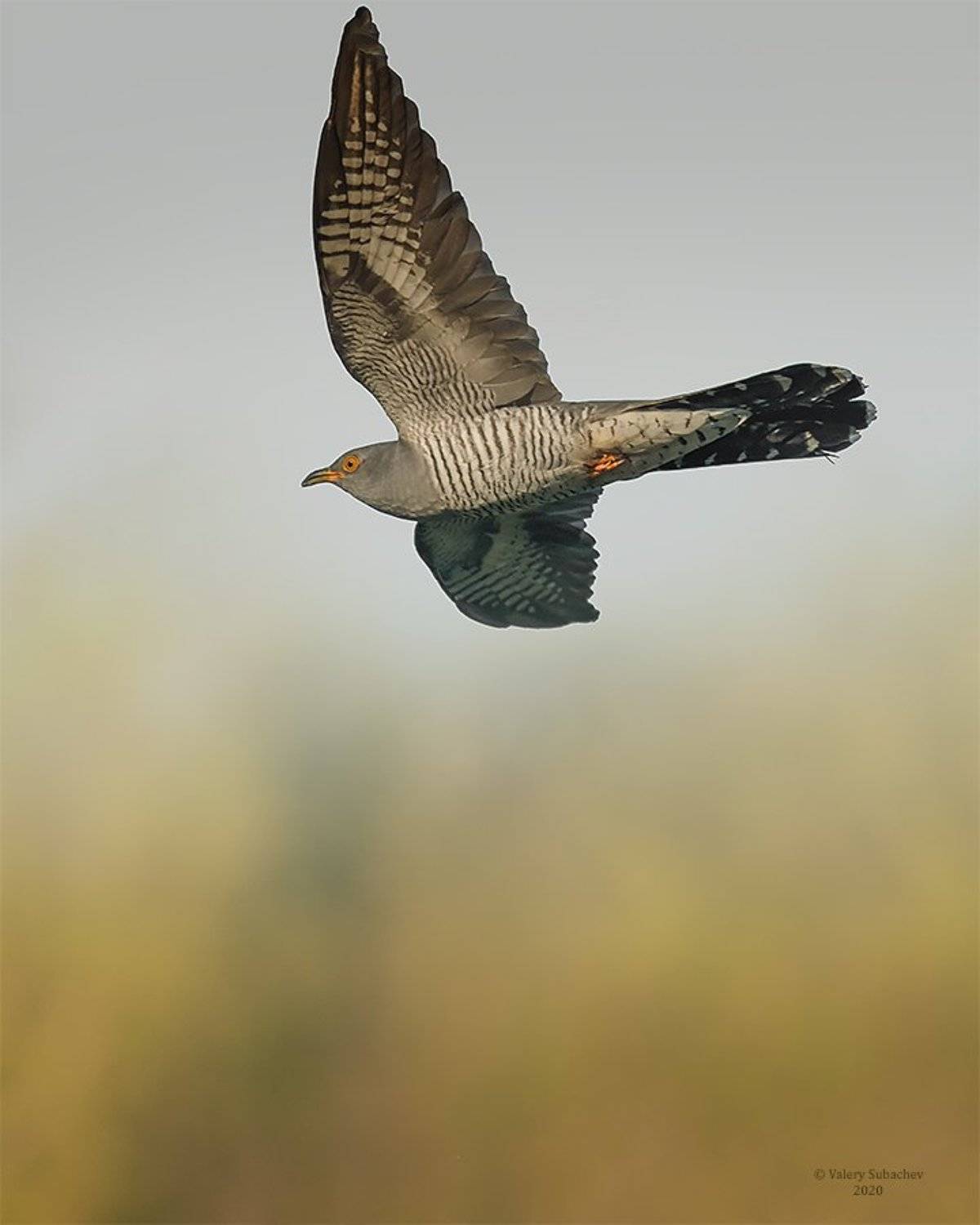, Валерий Субачев
