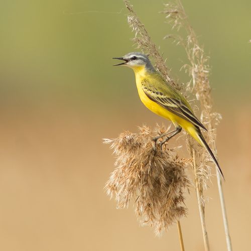 Жёлтая трясогузка