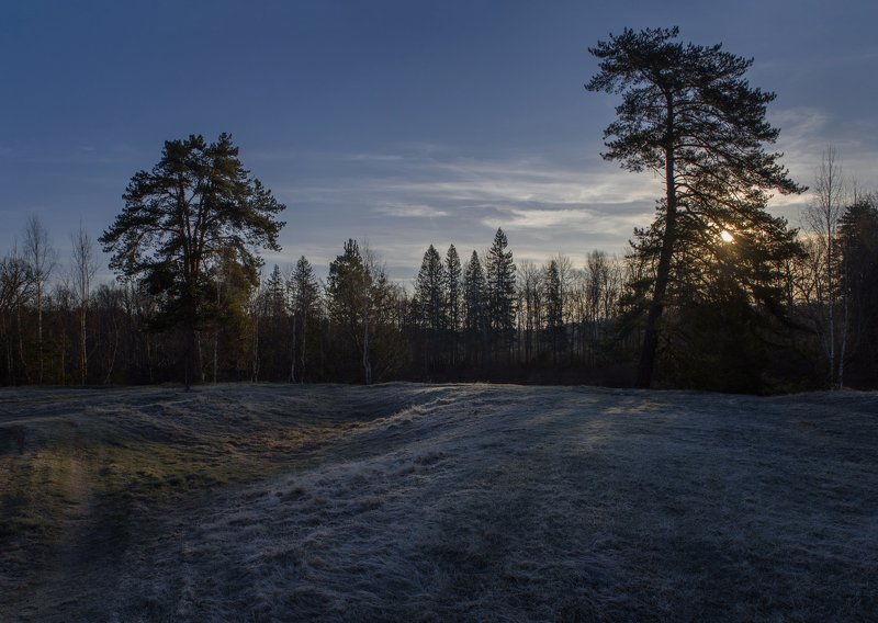 иней, май, пейзаж, россия, керженец, сосны Майский иней фото превью