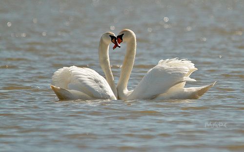 Это любовь...