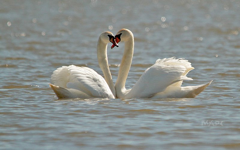 животные птицы весна лебеди-шипуны пара Это любовь... фото превью