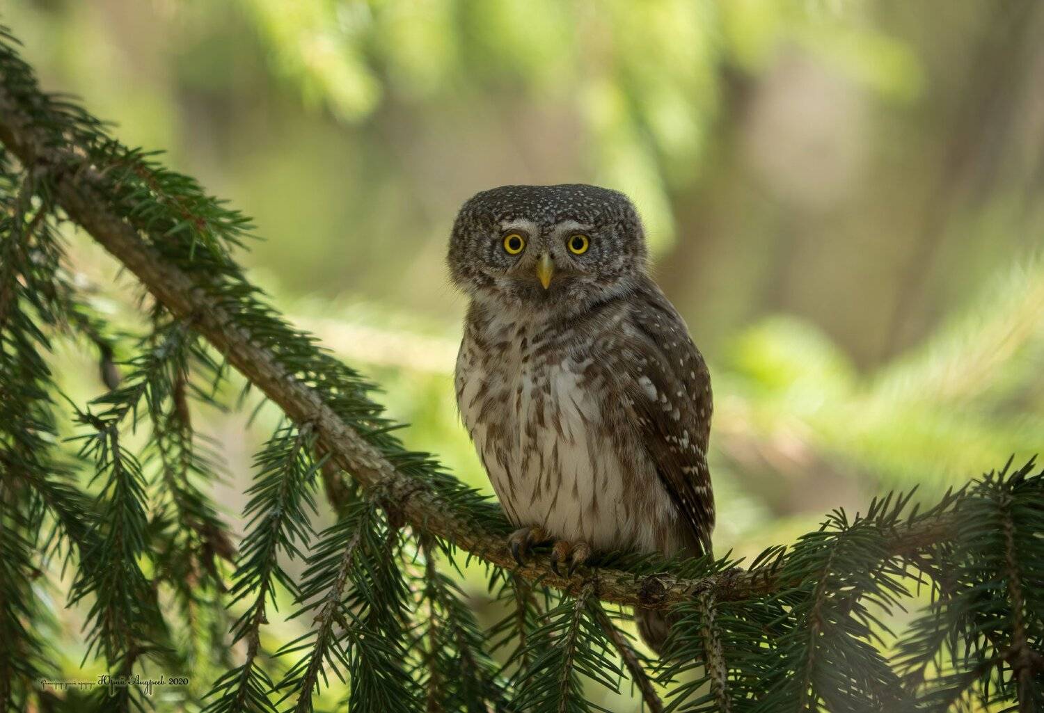 сыч-воробей, eurasian pygmy-owl, сова, птица, ель,, Юрий Андреев