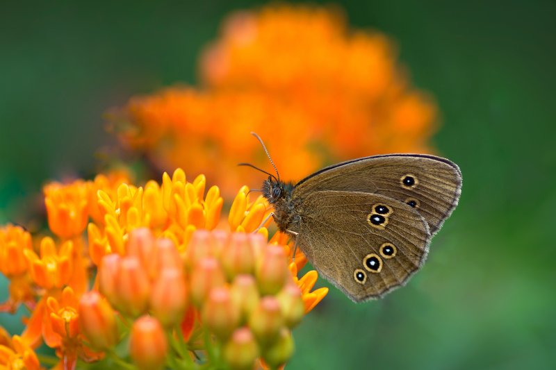 Aphantopus hyperantus фото превью