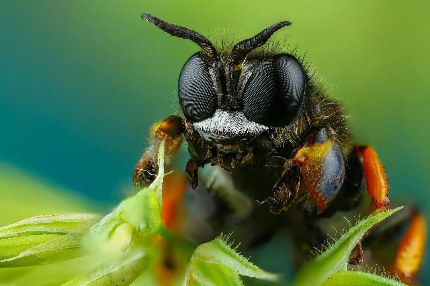 оса,макро,природа,усы,цвет,глаза,портрет,зеленый, Андрей Шаповалов