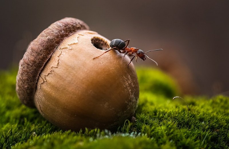 Из жизни муравьев фото превью