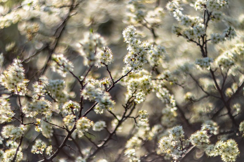 цветы, весна  фото превью