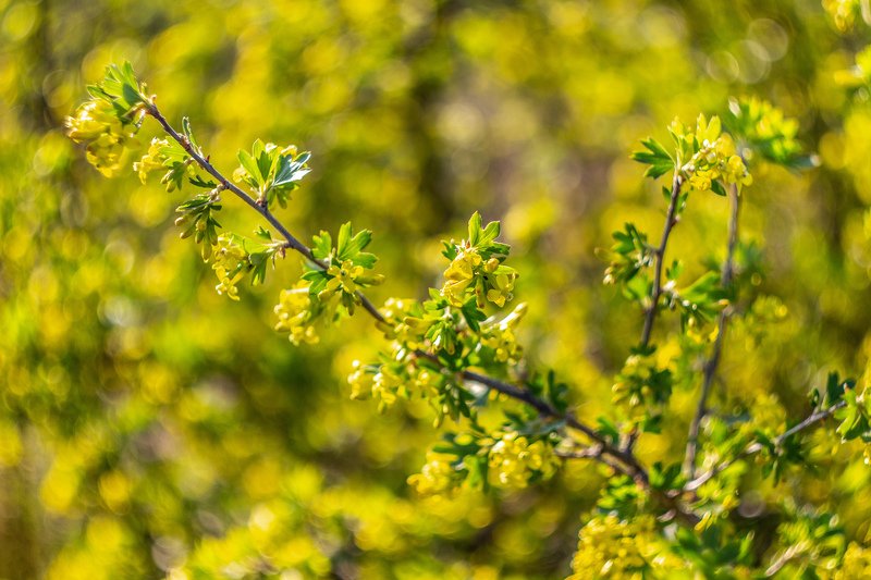 цветы, весна  фото превью