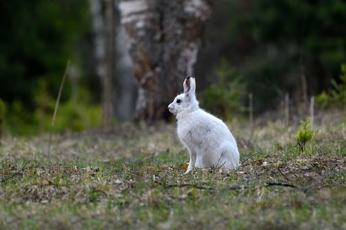 на весенней поляне