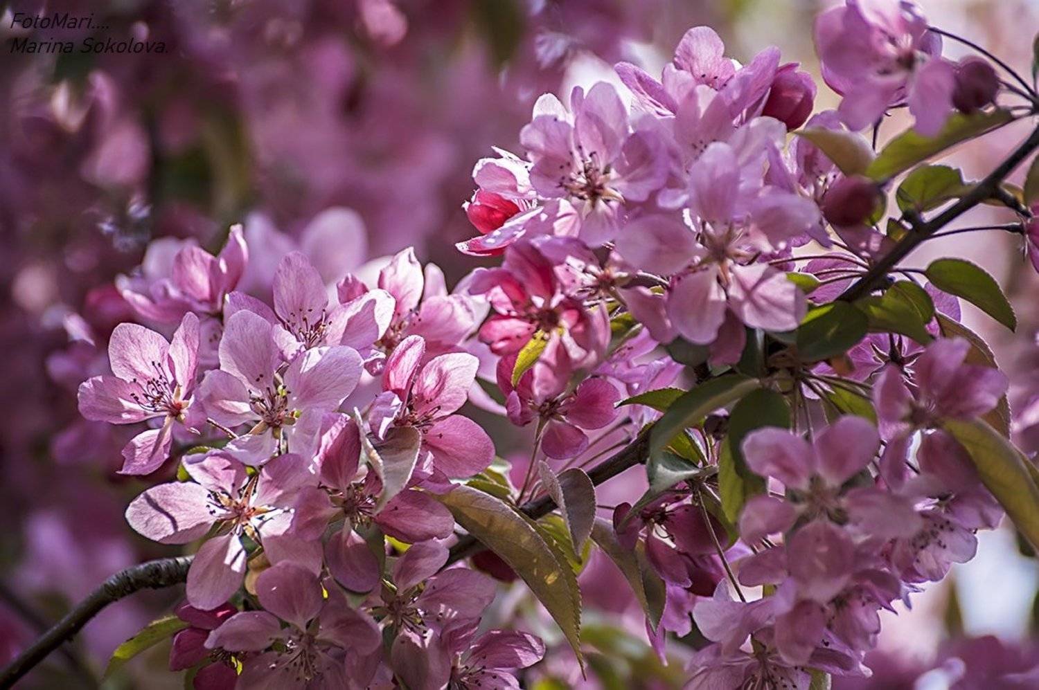 , Марина Соколова