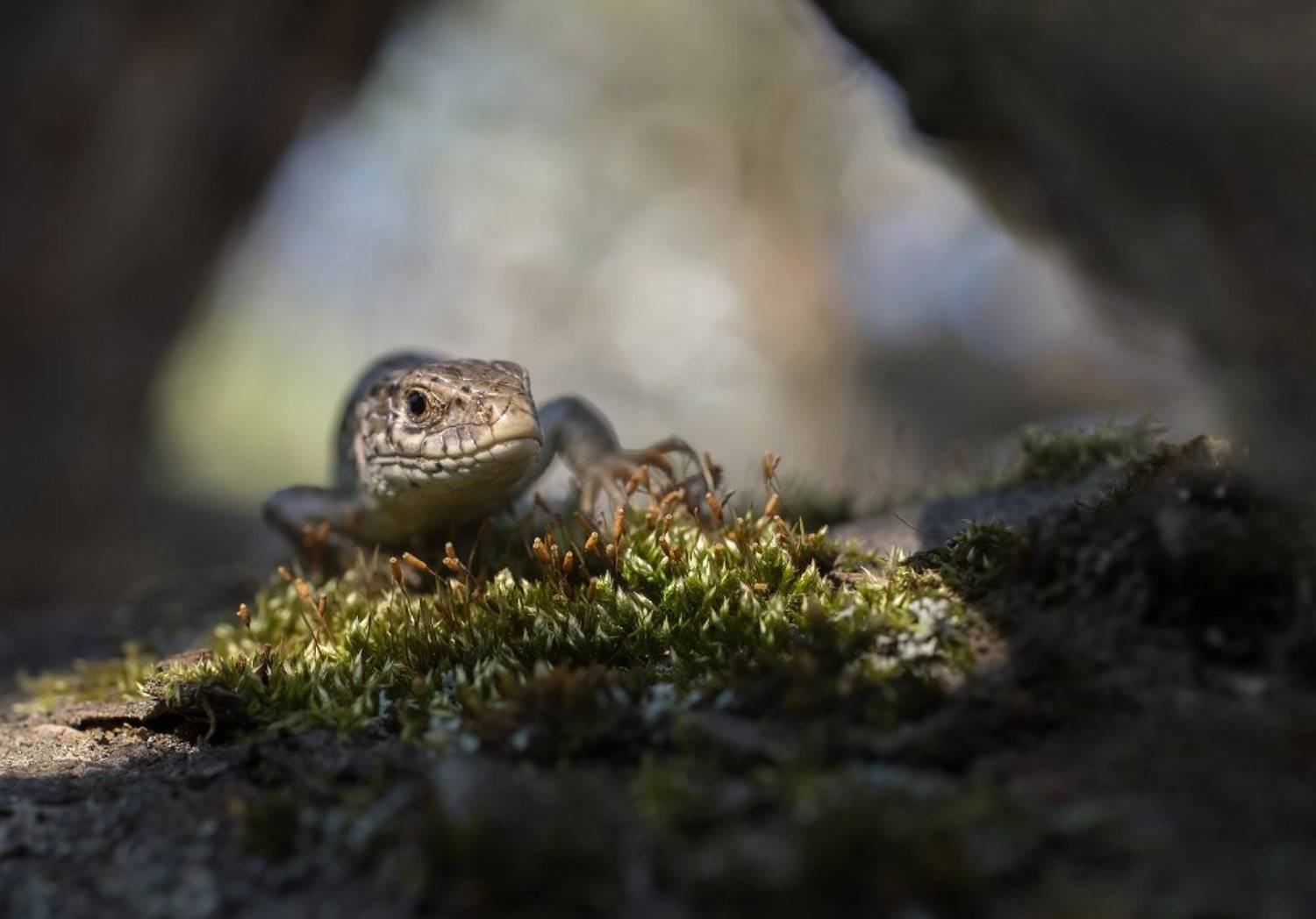 ящерица, Чепленко Алексей