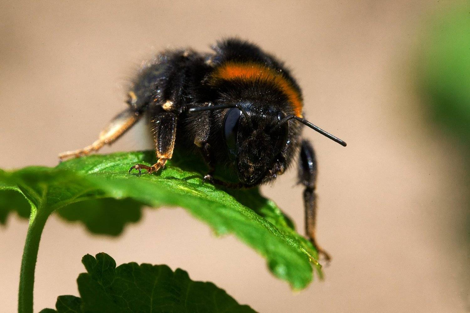 , Евгений Цветков