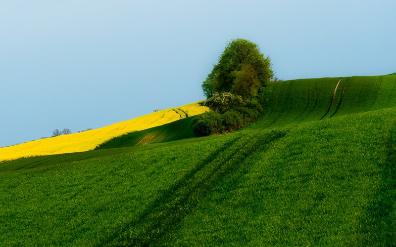 Rzepakowe pola фото превью