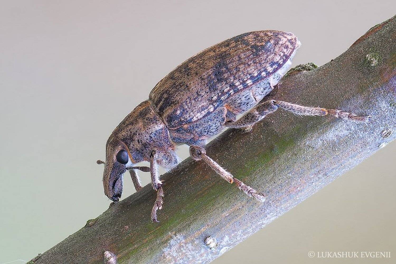 , Евгений Лукашук