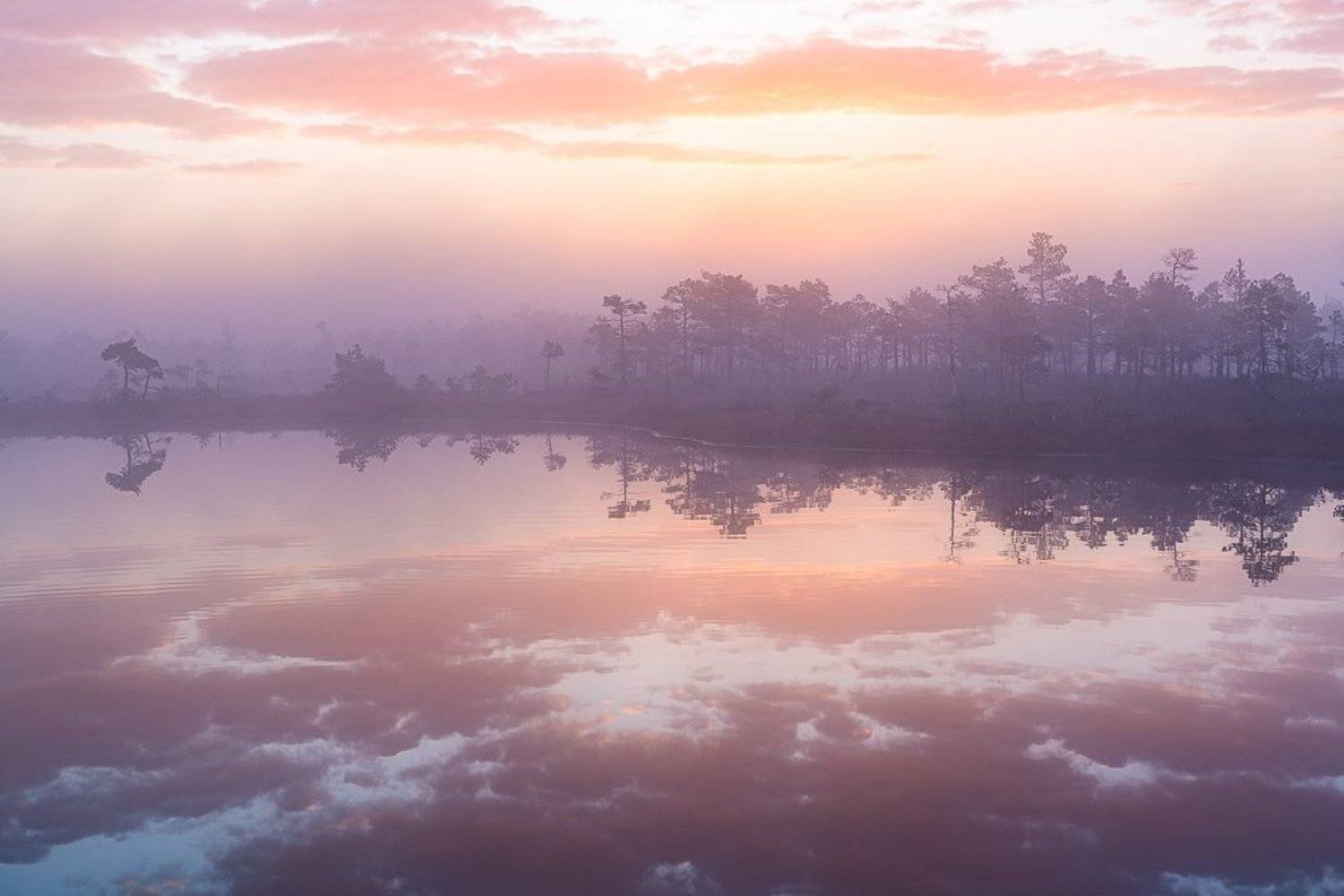 bog,swamp,marsh,pink,swamp,kemeri,latvia,landscapes,fog,sunrise,lake,forest,reflection, Eriks Zilbalodis