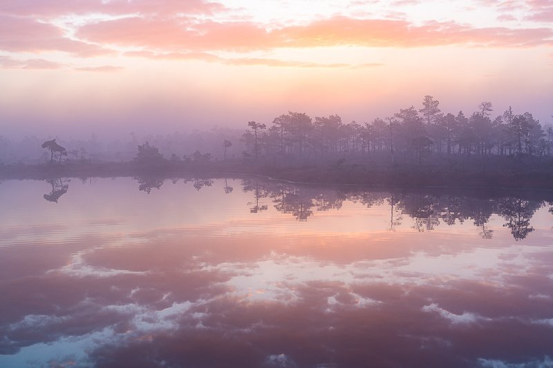 bog,swamp,marsh,pink,swamp,kemeri,latvia,landscapes,fog,sunrise,lake,forest,reflection Pink morning фото превью