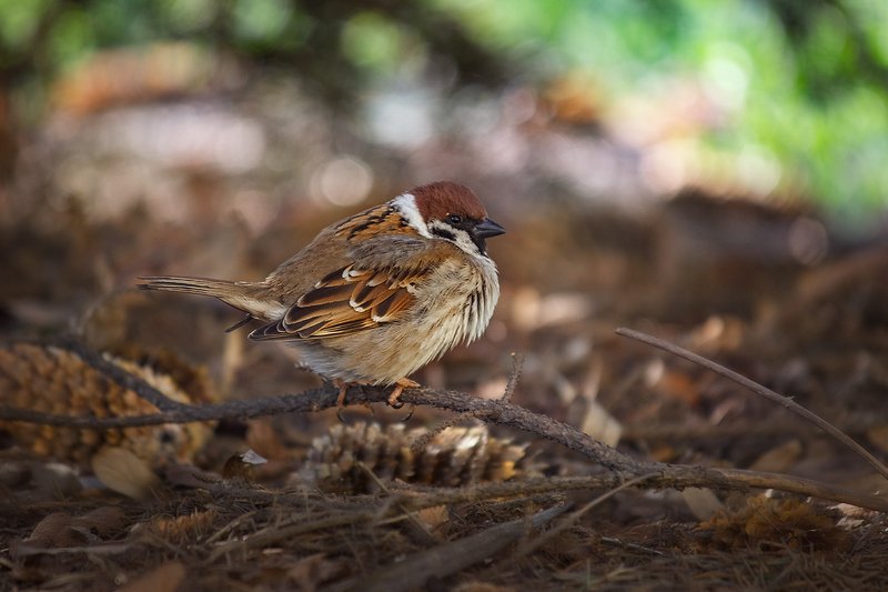 canon 55-250, beautiful, красивый, moment, момент, nature, природа, wildlife, живая, spring, весна, весенний, bird, птица, sparrow, воробей, scruffy, нахохленный, Кажется, здесь кто-то чем-то недоволен... :) фото превью