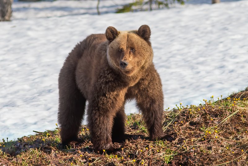 медведи,север,природа,коми,встреча,фото охота,весна,три медведя,печора,животные,хищники,bears, north, nature, komi, meeting, photo hunting, spring, three bears, pechora, animals, predators, Три медведя фото превью