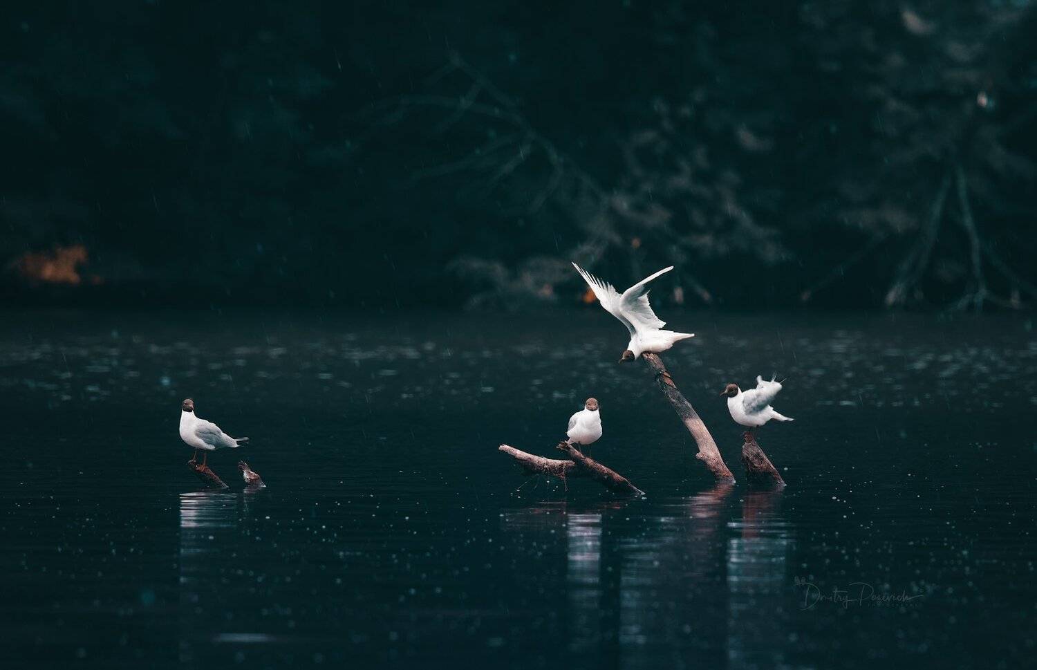 природа, лес, животные, птицы, Дмитрий Посевич