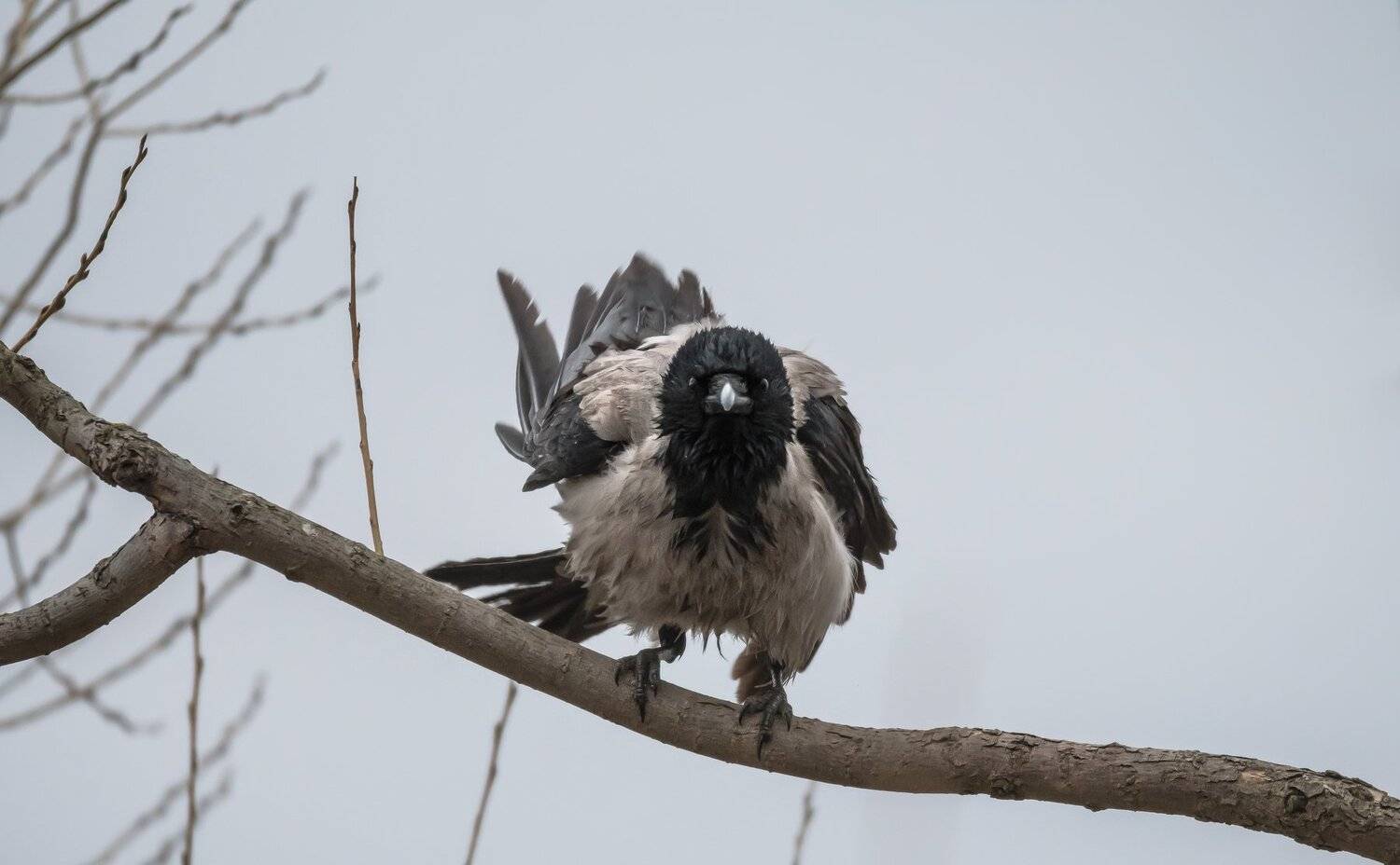 серая ворона, сумерки, птица на ветке, ветвь, суровая птица, перья, серый, Corvus cornix, Одинцовский район, Ксения Соварцева