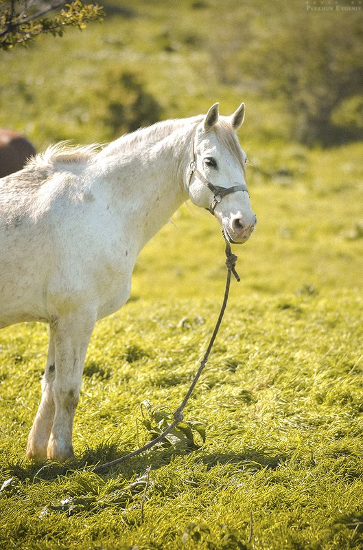 белая лошадь, лошадь, кобыла, конь, белый конь Про белую лошадь фото превью