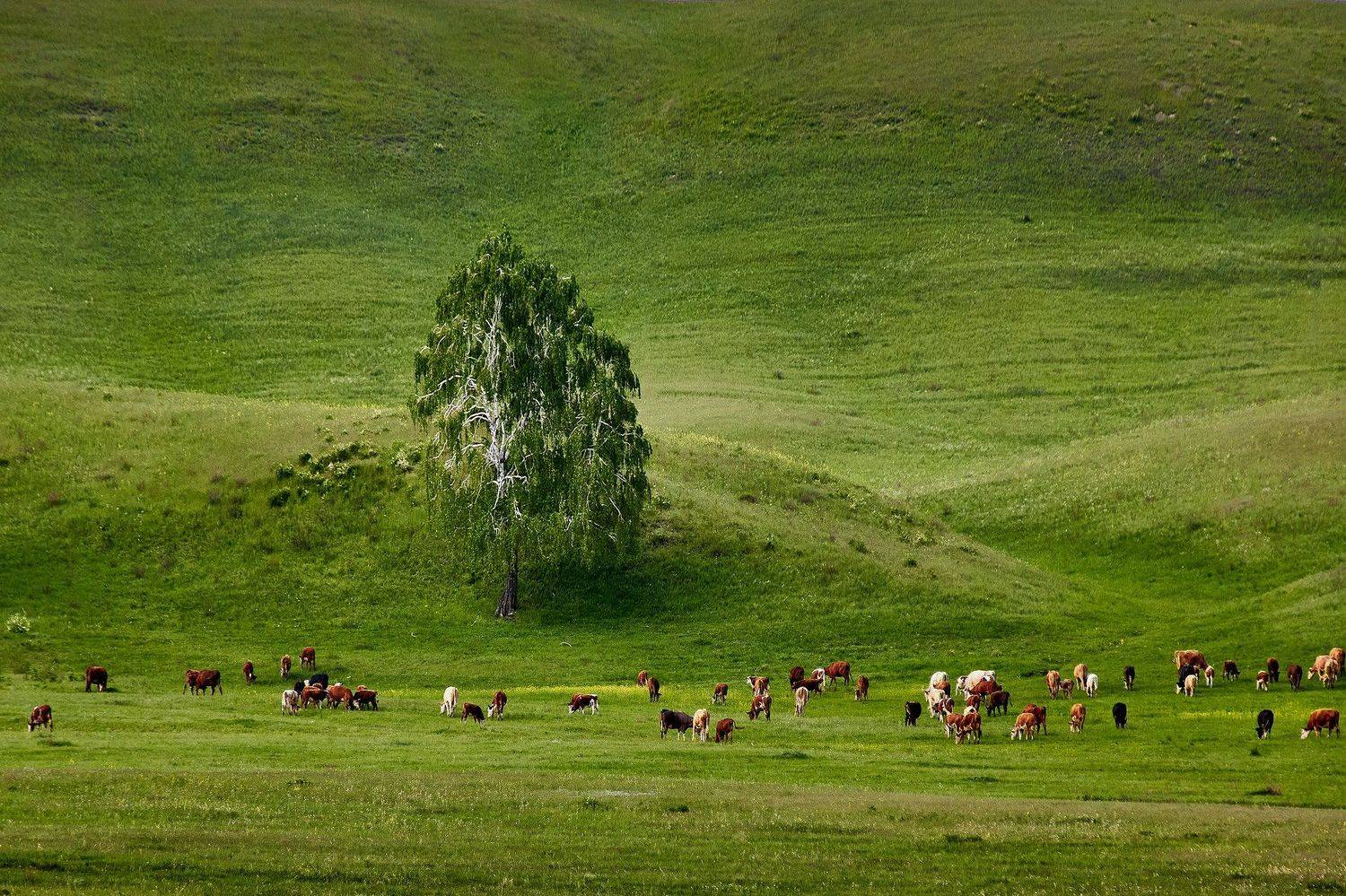 южный урал,оренбургская область, орск, новотроицк,, Качурин Алексей