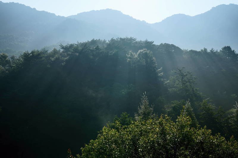 south korea, gangwondo, autumn, mountain, nature, morning, sunlight, fog, forest, beam, backlight Sunlight beam фото превью
