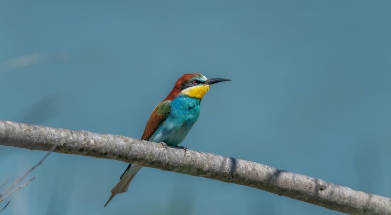 На ветке над рекой фото превью
