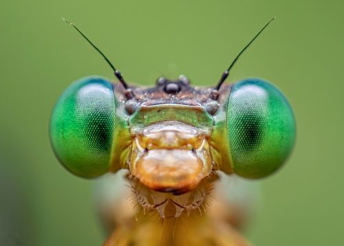 Portrait of Damselfly