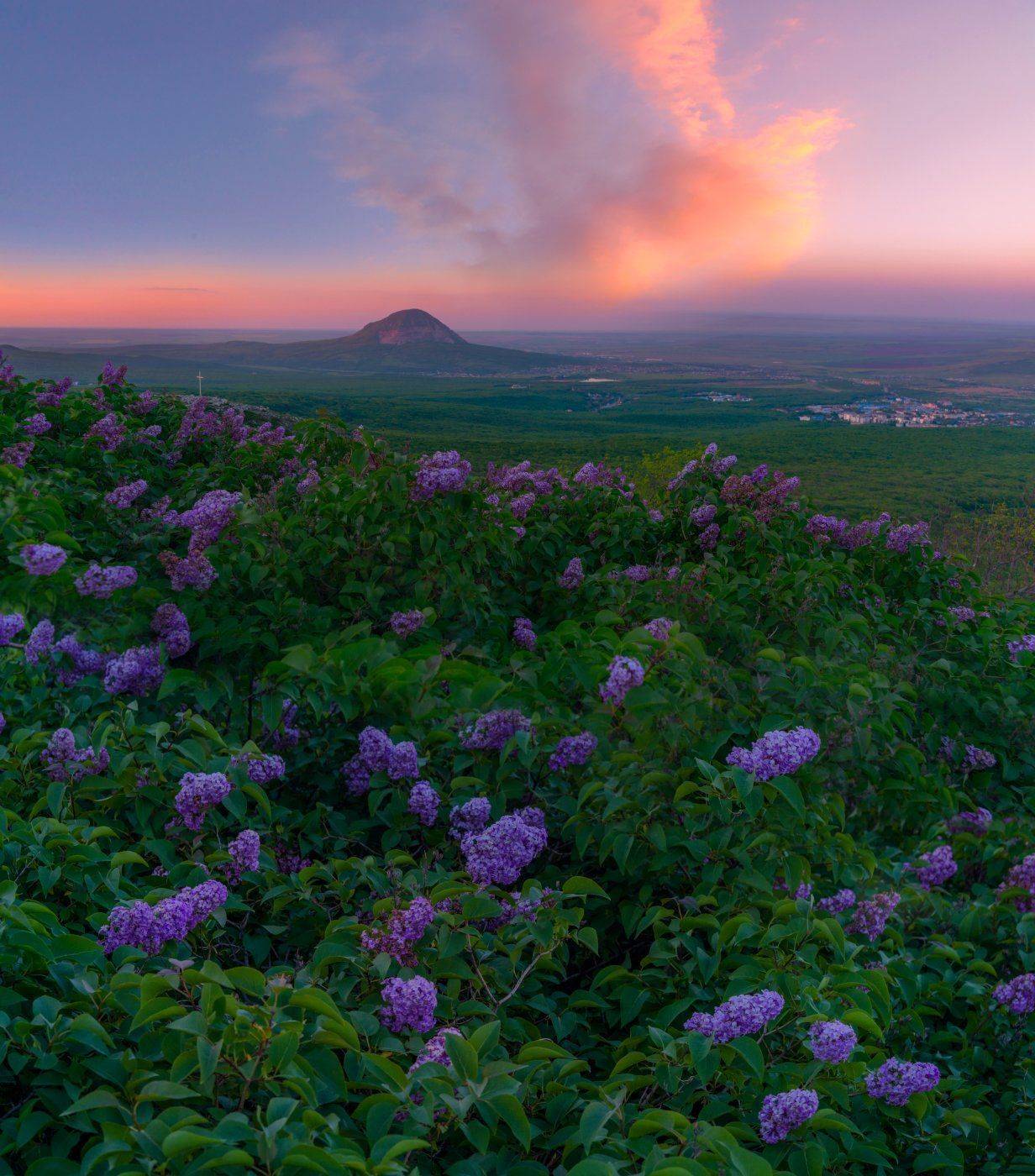 май,сирень,закат,пейзаж, Елена Брежицкая