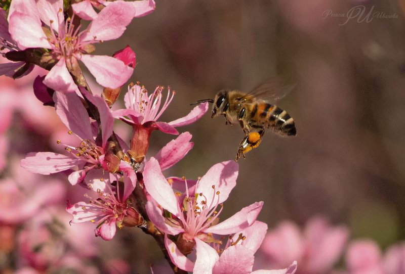 пчёлы, пчела, мёд, пыльца Жужа фото превью