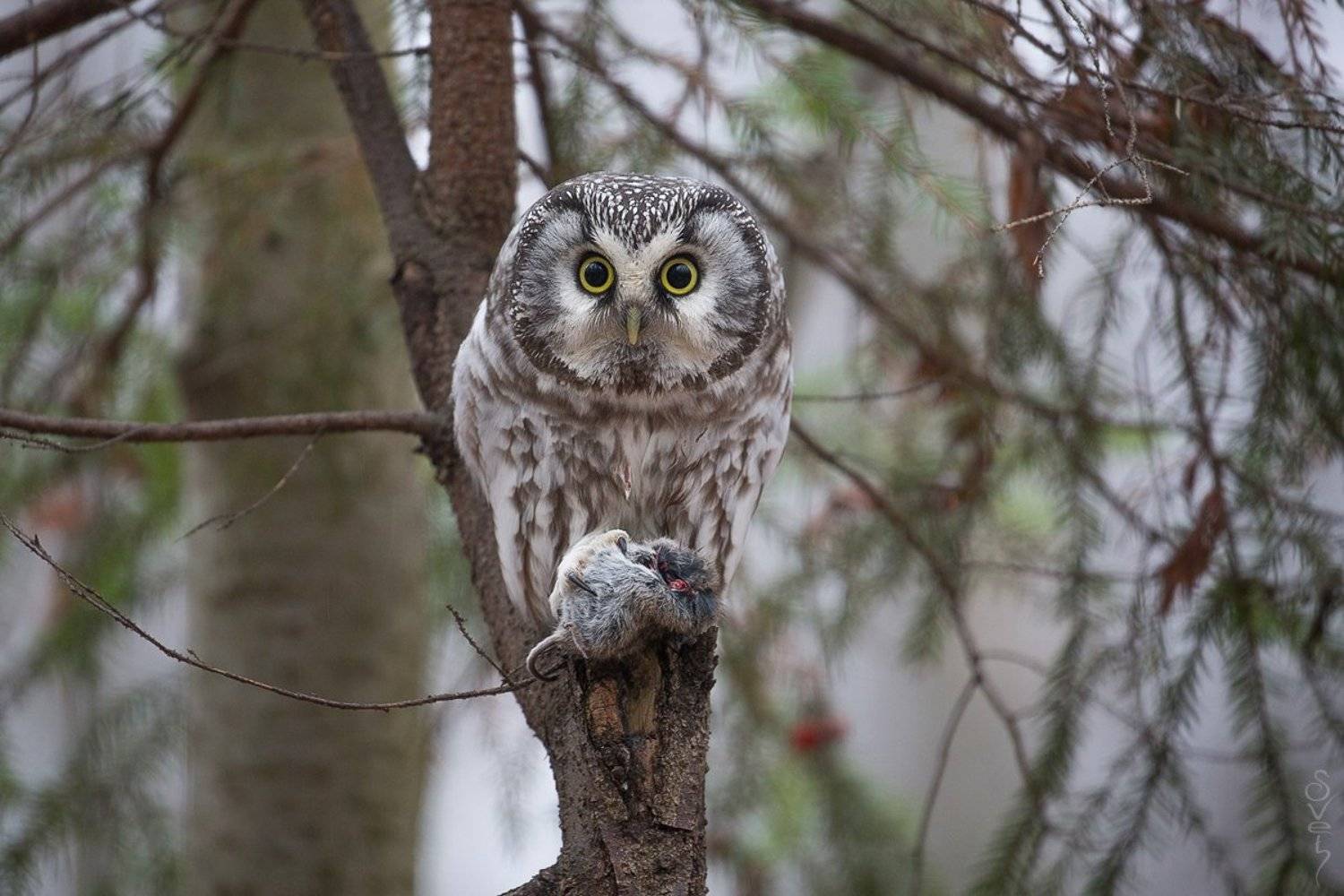 мохноногий сыч, сова, Байбекова Светлана