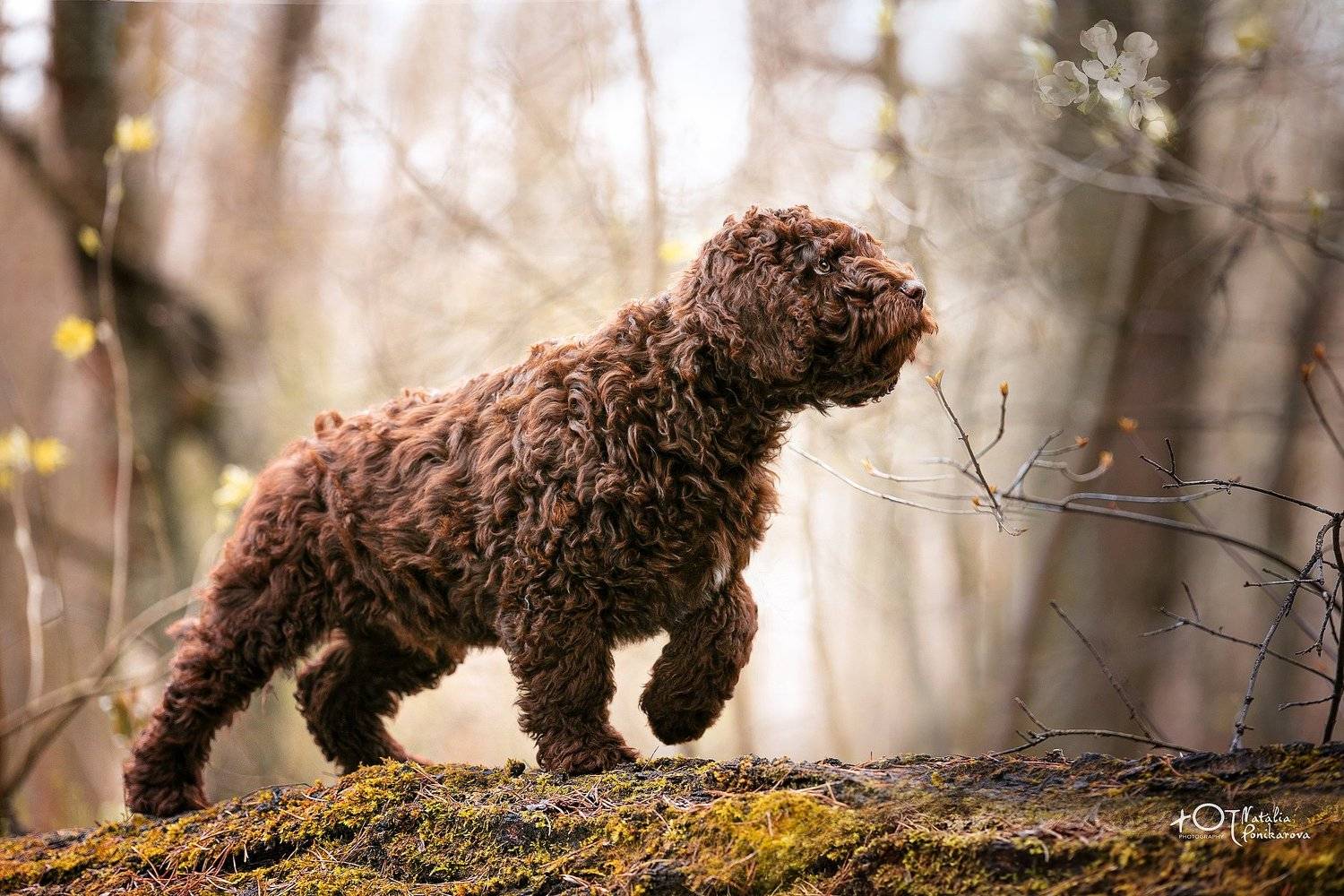 , Наталия Поникарова