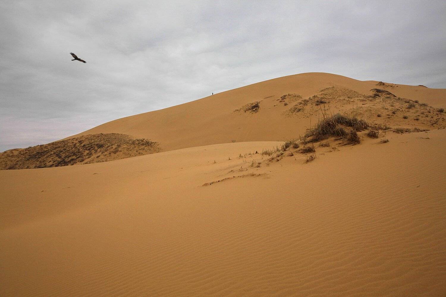 песок,песчаная гора,сарыкум,жёлтые пески,дагестан,заповедник., Marat Magov